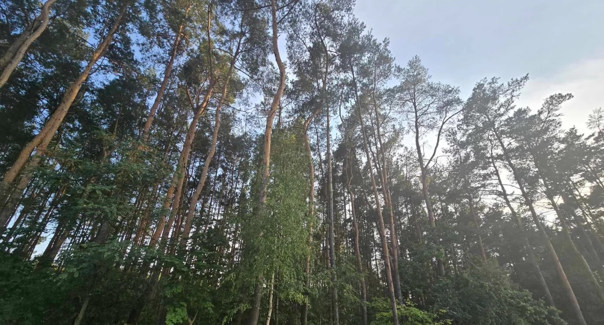 Komunikaty, Zrzucą szczepionki samolotów Uważajcie - zdjęcie, fotografia