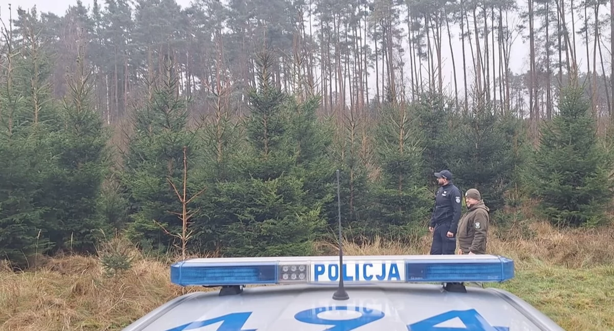 Komunikaty, Nielegalna wycinka choinek Włocławku okolicach lupą! Policja strażnicy leśni intensyfikują kontrole przed świętami - zdjęcie, fotografia