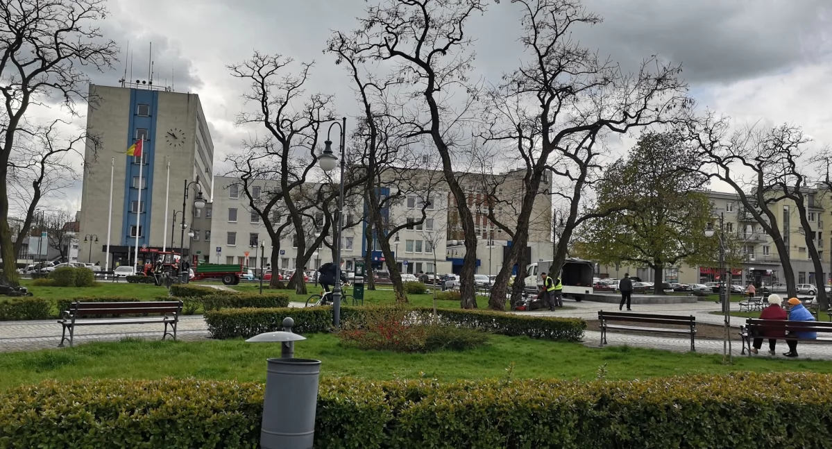 Urząd Miasta, Włocławek zazieleni! drzewa mieście sprawdź gdzie posadzą - zdjęcie, fotografia