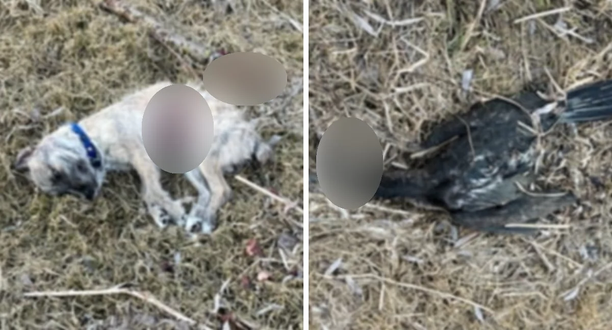Sprawy kryminalne - kronika, Makabryczne znalezisko Włocławku Zwłoki kormorana Zespole Szkół Chemicznych - zdjęcie, fotografia