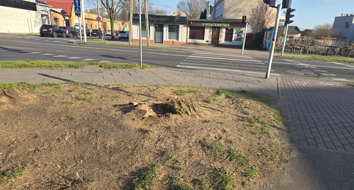 Urząd Miasta, Drzewa zniknęły krajobrazu Włocławka Mieszkańcy pytają urzędnicy tłumaczą - zdjęcie, fotografia