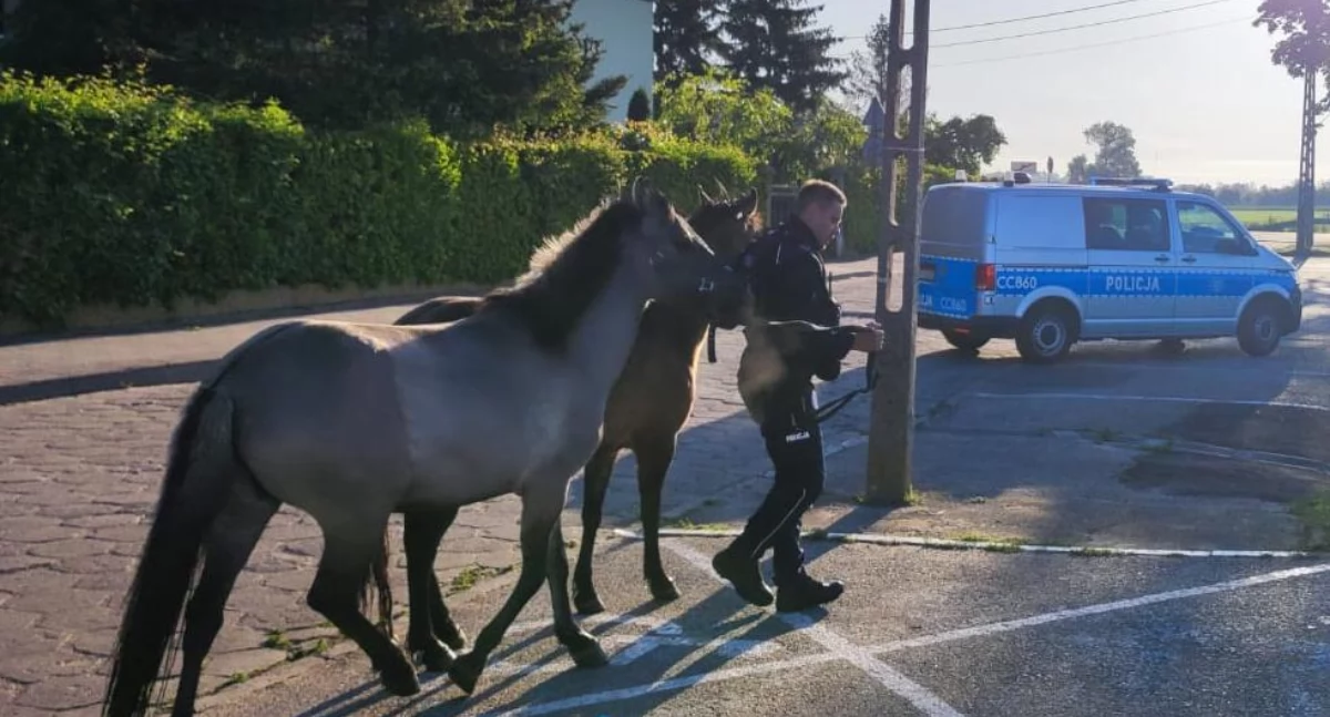 Policja - komunikaty policyjne, Policjanci zamiast piratów drogowych ścigali konie! Nietypowa akcja regionie - zdjęcie, fotografia