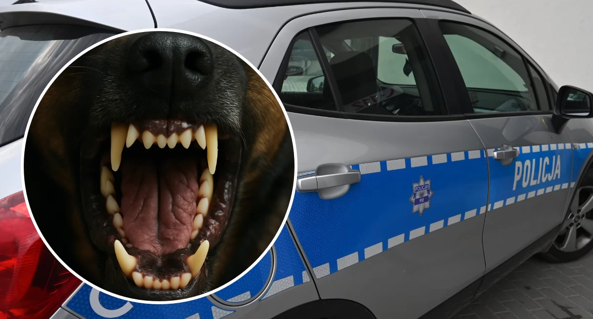 Policja - komunikaty policyjne, zaatakował dziecko centrum Włocławka Policja musiała użyć broni - zdjęcie, fotografia