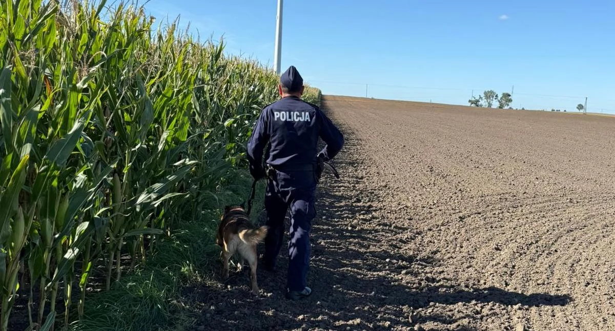 Policja - komunikaty policyjne, Pułapki polach kukurydzy policja apeluje czujność - zdjęcie, fotografia