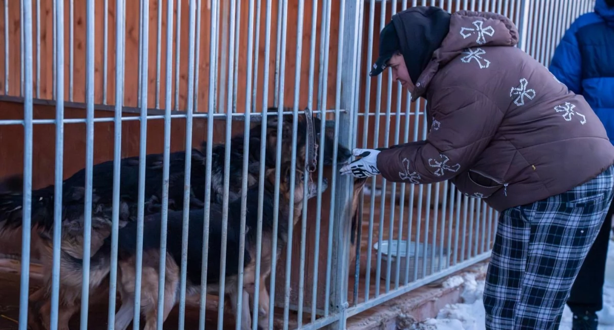 Komunikaty, Mrozy bezpieczeństwo zwierząt Codzienne kontrole schronisk całym regionie - zdjęcie, fotografia