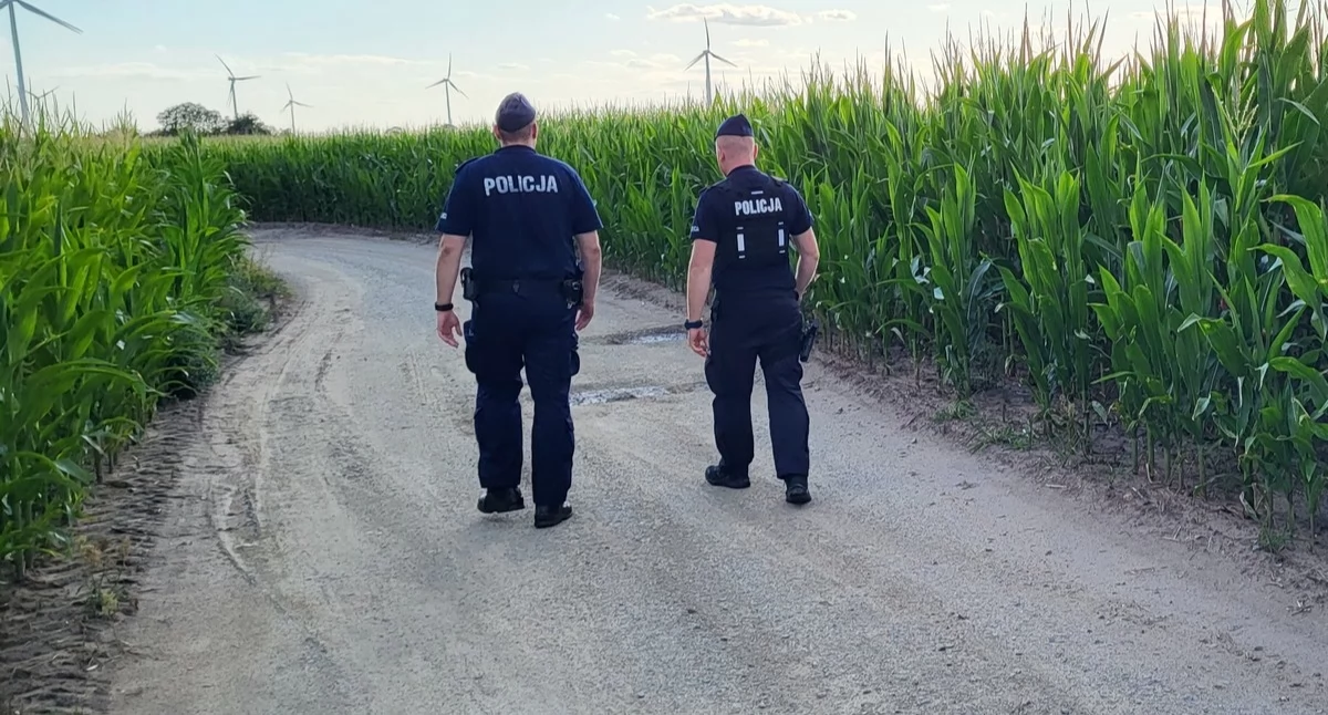 Policja - komunikaty policyjne, Złote kolby polach kukurydzy Policja apeluje ostrożność przed niebezpiecznym procederem - zdjęcie, fotografia