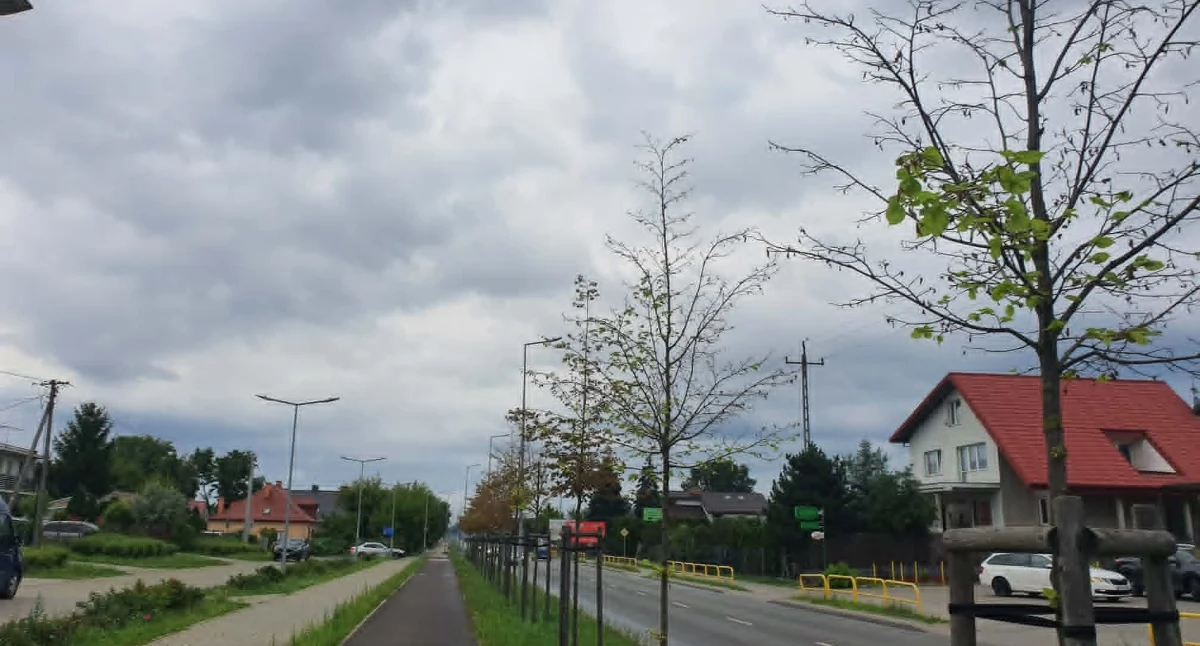 Ludzie_, ulicy Piwnej kolejne sygnały Mieszkańcy pokazują drzewa Pawła - zdjęcie, fotografia