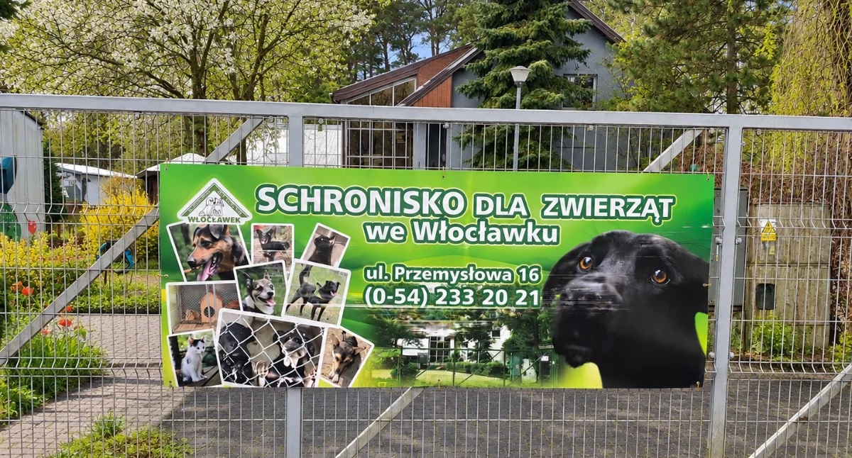 Fot. Schronisko dla zwierząt we Włocławku, zmodyfikowano przy pomocy AI