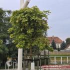 zdjęcie nr 8