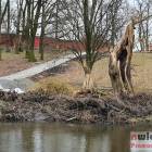 zdjęcie nr 31