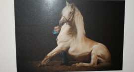 zdjęcie nr 82