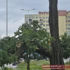 zdjęcie nr 10