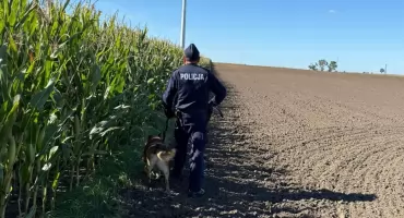 Pułapki na polach kukurydzy – policja apeluje o czujność