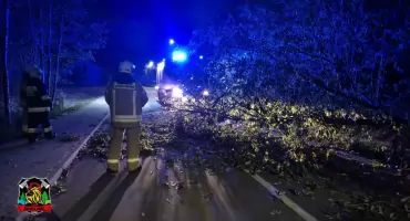 Drzewo runęło na drogę w Gminie Włocławek. Bobry sparaliżowały ruch