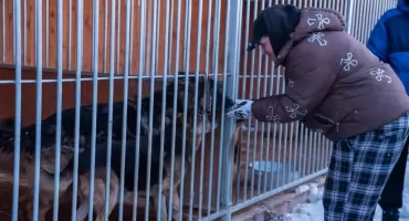 Mrozy i bezpieczeństwo zwierząt. Codzienne kontrole schronisk w całym regionie