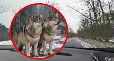 Wilki we Włocławku. Alarmujące zgłoszenie z rejonu ruchliwej trasy