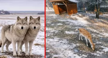 Wilki znów pod Włocławkiem? Straty w mini zoo w Goreniu Dużym