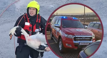 Akcja ratunkowa na Wiśle we Włocławku. Łabędź uwięziony w lodzie uratowany przez WOPR