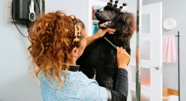 3 powody, dla których warto zostać groomerem i zmienić swoją ścieżkę zawodową!