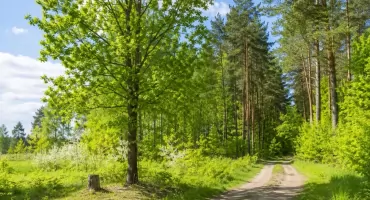 Nowe rezerwaty i inwestycje. Sprawdź, co zmieni się w lasach wokół Włocławka