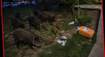 Cień groźnego wirusa nad Włocławkiem? Padły dziesiątki dzików, a na Południu lochy pod oknami. Co robi miasto?