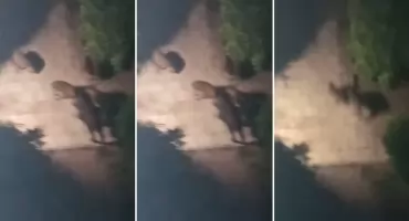 Włocławek walczy z dzikami na wielu frontach. Codzienne odstrzały to dopiero początek