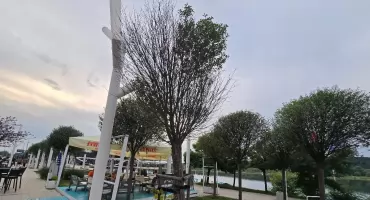 Co dzieje się z zielenią przy  Piwnej we Włocławku?