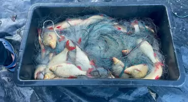 Zdjęcia ryb z Jeziora Wikaryjskiego wywołały poruszenie. Wody Polskie i PZW wyjaśniają odłów