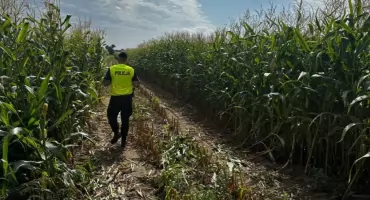 Złote kolby pod lupą policji. Pola kontrolują patrole, kryminalni i dron
